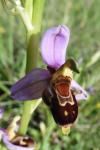 Ophrys x albertiana