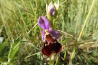 Ophrys holosericea