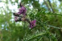 Cirsium palustre