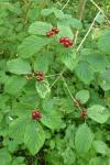 Lonicera xylosteum