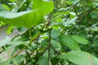 Rhamnus cathartica
