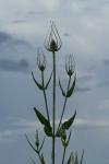 Dipsacus fullonum