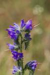 Echium vulgare