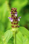 Prunella vulgaris