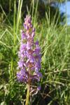 Gymnadenia conopsea