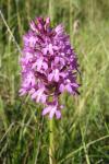 Anacamptis pyramidalis