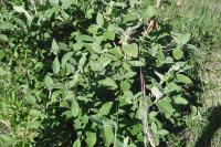 Viburnum lantana