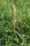 Himantoglossum hircinum