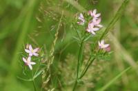 Centaurium erythraea