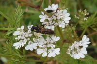 Coriandrum sativum