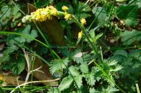 Agrimonia eupatoria