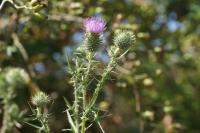Cirsium vulgare