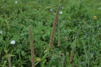 Phleum