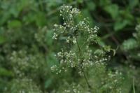 Galium