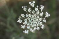 Daucus carota
