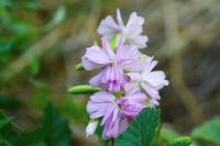 Saponaria officinalis