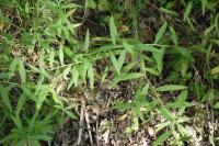Lithospermum officinale