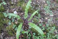 Asplenium scolopendrium