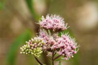 Eupatorium cannabinum