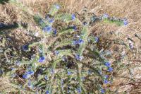 Echium vulgare