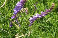 Vicia cracca