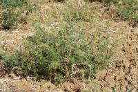 Ambrosia artemisiifolia