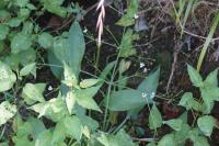 Alisma plantago-aquatica