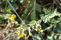 Jacobaea erucifolia