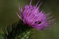 Cirsium vulgare