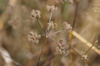 Torilis japonica