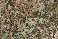 Sedum cepaea