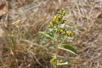 Inula conyzae