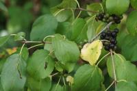 Rhamnus cathartica