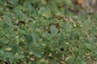 Kickxia spuria
