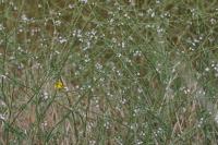 Verbena officinalis