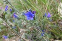 Echium vulgare