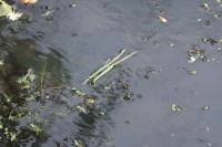 Glyceria fluitans