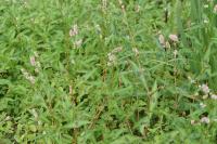 Persicaria maculosa
