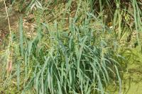 Echinochloa crus-galli