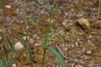 Echinochloa crus-galli