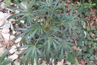 Helleborus foetidus