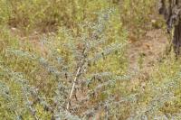 Xanthium spinosum