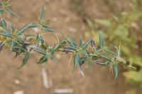 Xanthium spinosum