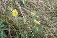 Medicago sativa subsp. falcata