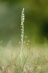 Spiranthes spiralis