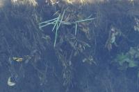 Glyceria fluitans
