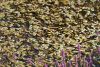 Potamogeton natans