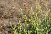 Reseda lutea
