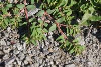 Euphorbia maculata