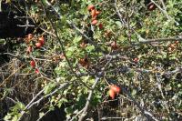 Rosa cinnamomea